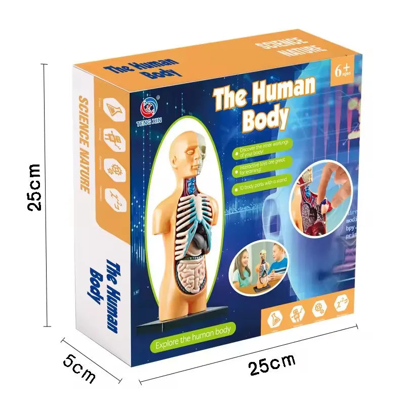 Interactive 3D Human Body Model - Engaging STEM Anatomy Game for Kids - Explore Organs & Bones Now!