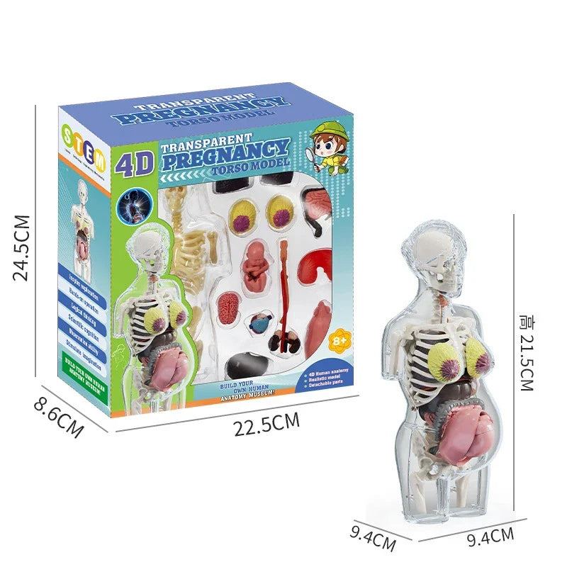 Interactive 3D Human Body Model - Engaging STEM Anatomy Game for Kids - Explore Organs & Bones Now!