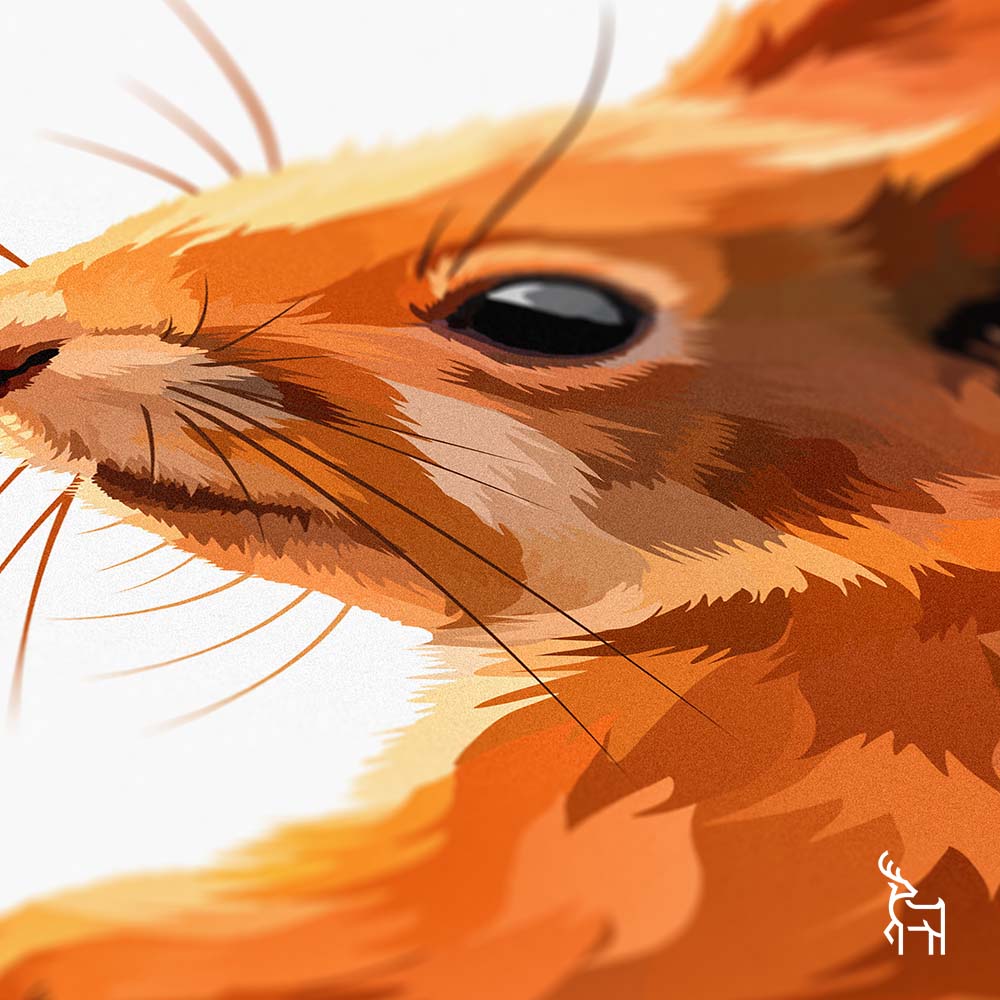 Red Squirrel