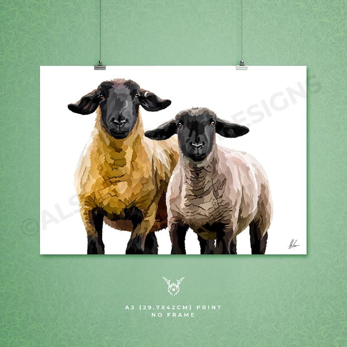 Suffolk Sheep