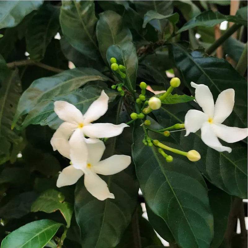 Fragrance Oil Jasmine