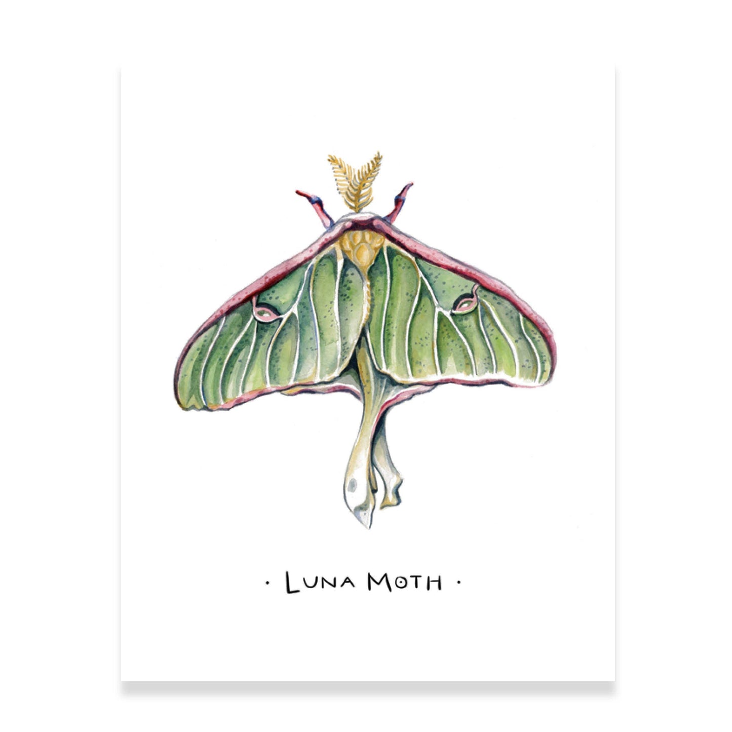 Luna Moth Watercolor Art Print