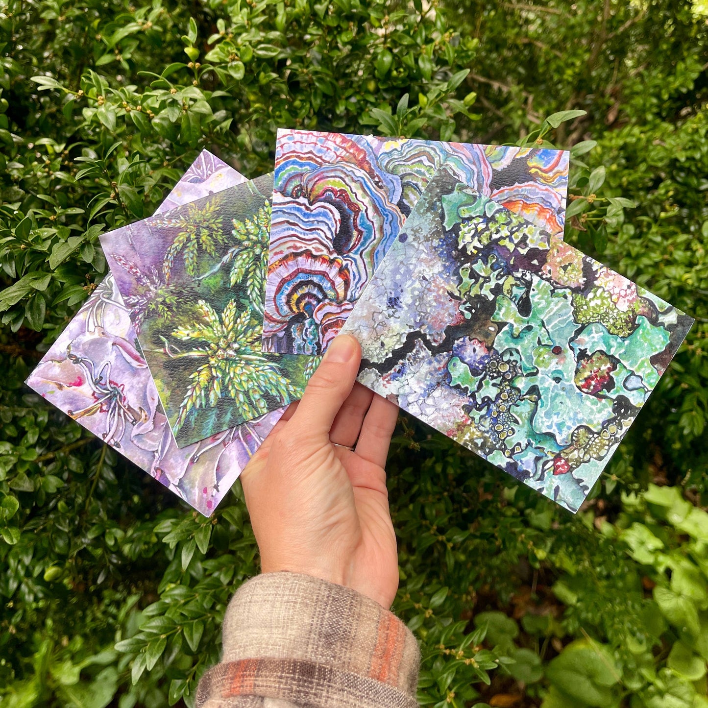 Rosalie Haizlett Illustration - Textures of Nature - Set of 4 Assorted Greeting Cards
