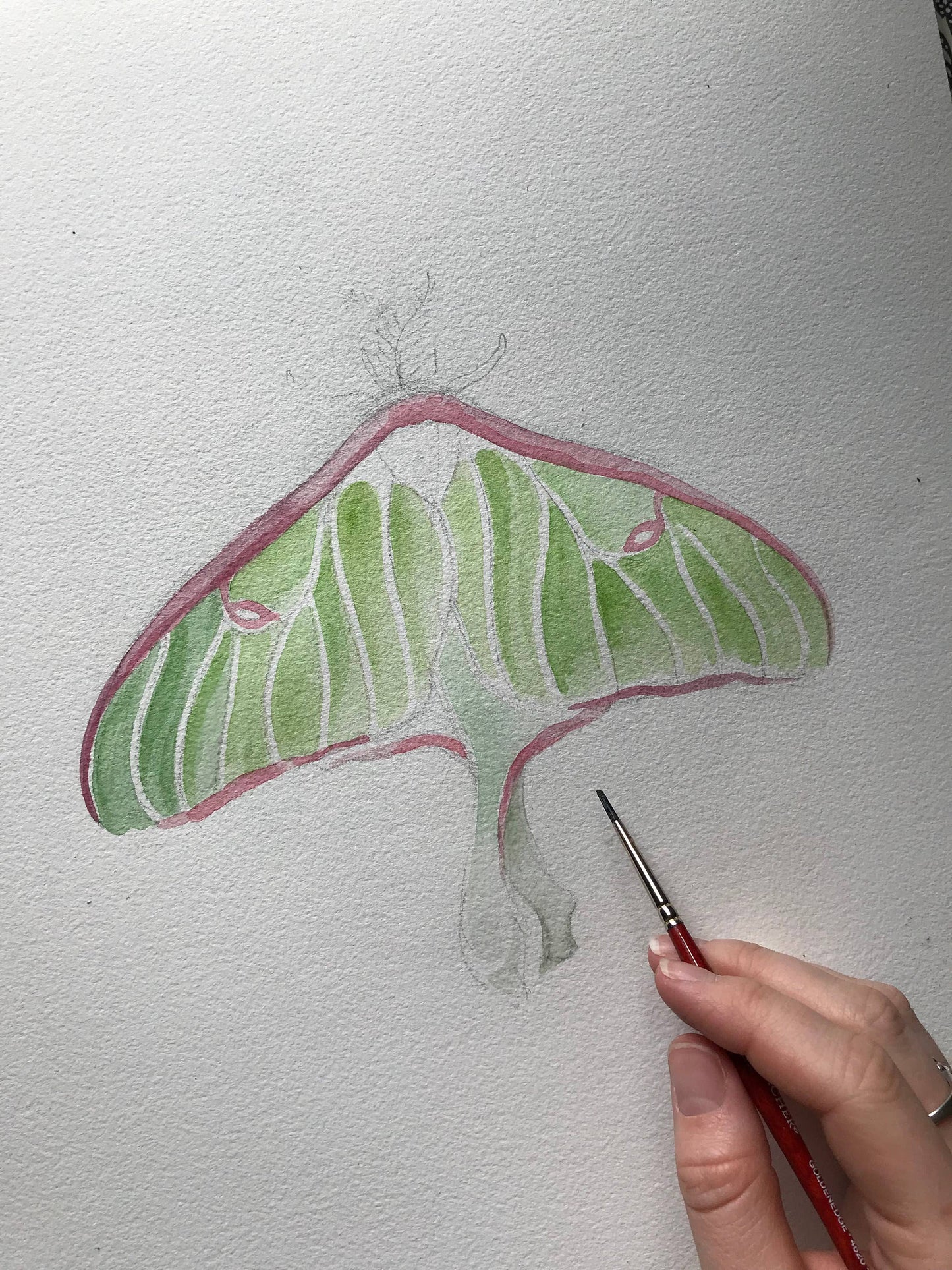 Luna Moth Watercolor Art Print