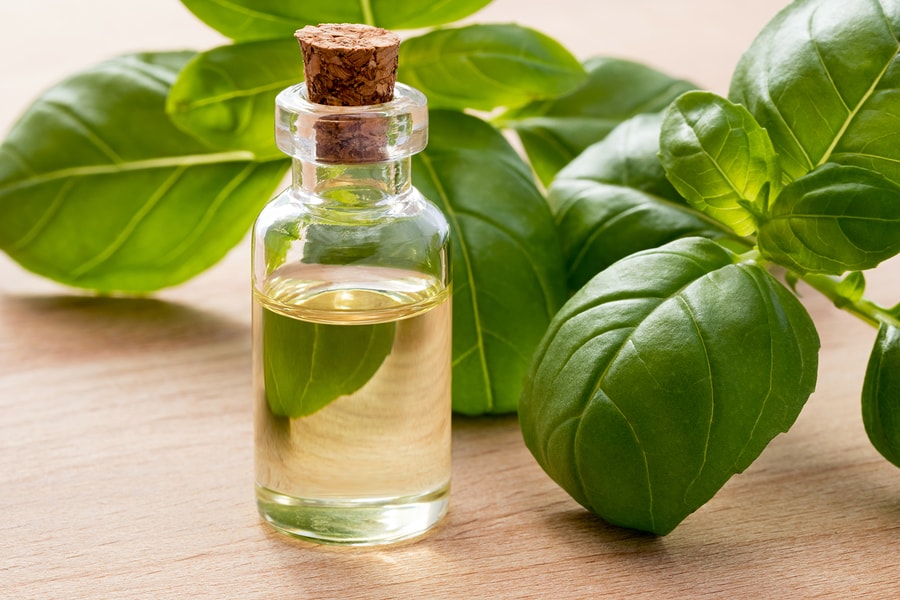 Oil Essential Basil (100% Natural)
