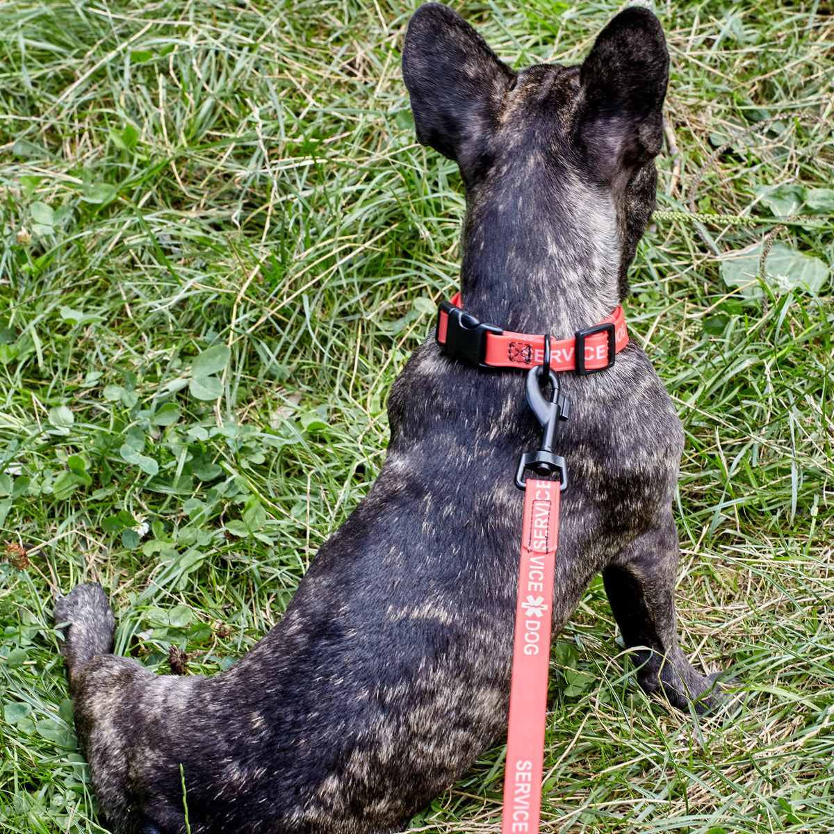 Dogline Biothane Service Dog Collar Or Leash