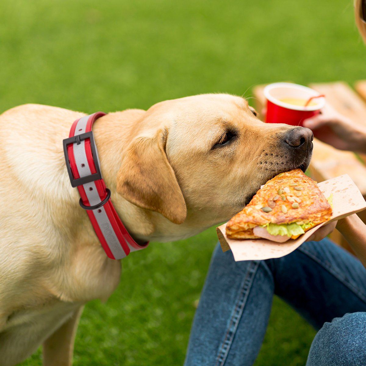 Dogline Biothane Translucent Reflective Collar