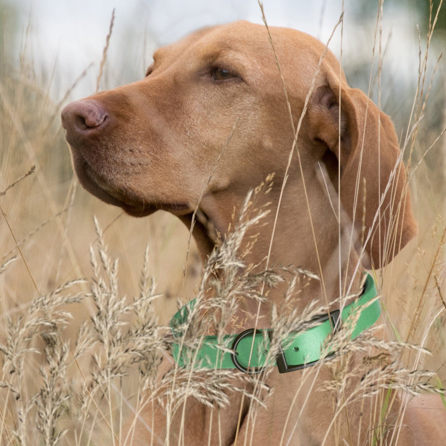 Dogline Biothane Waterproof Collar - Large (18 to 22 inches)
