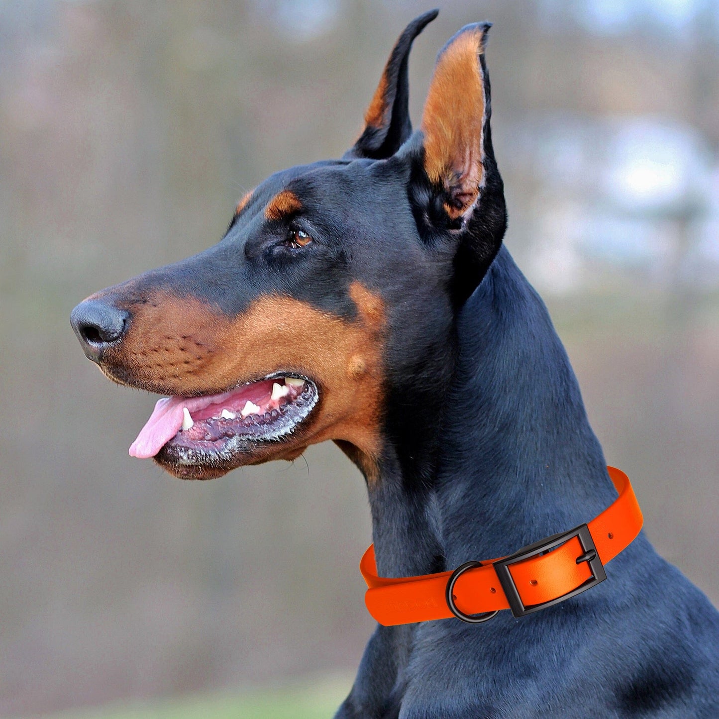 Dogline Biothane Waterproof Collar - Wide - X-Large (20 to 24 inches)