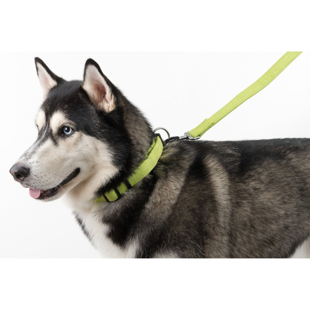 Dogline Comfort Microfiber Flat Collar
