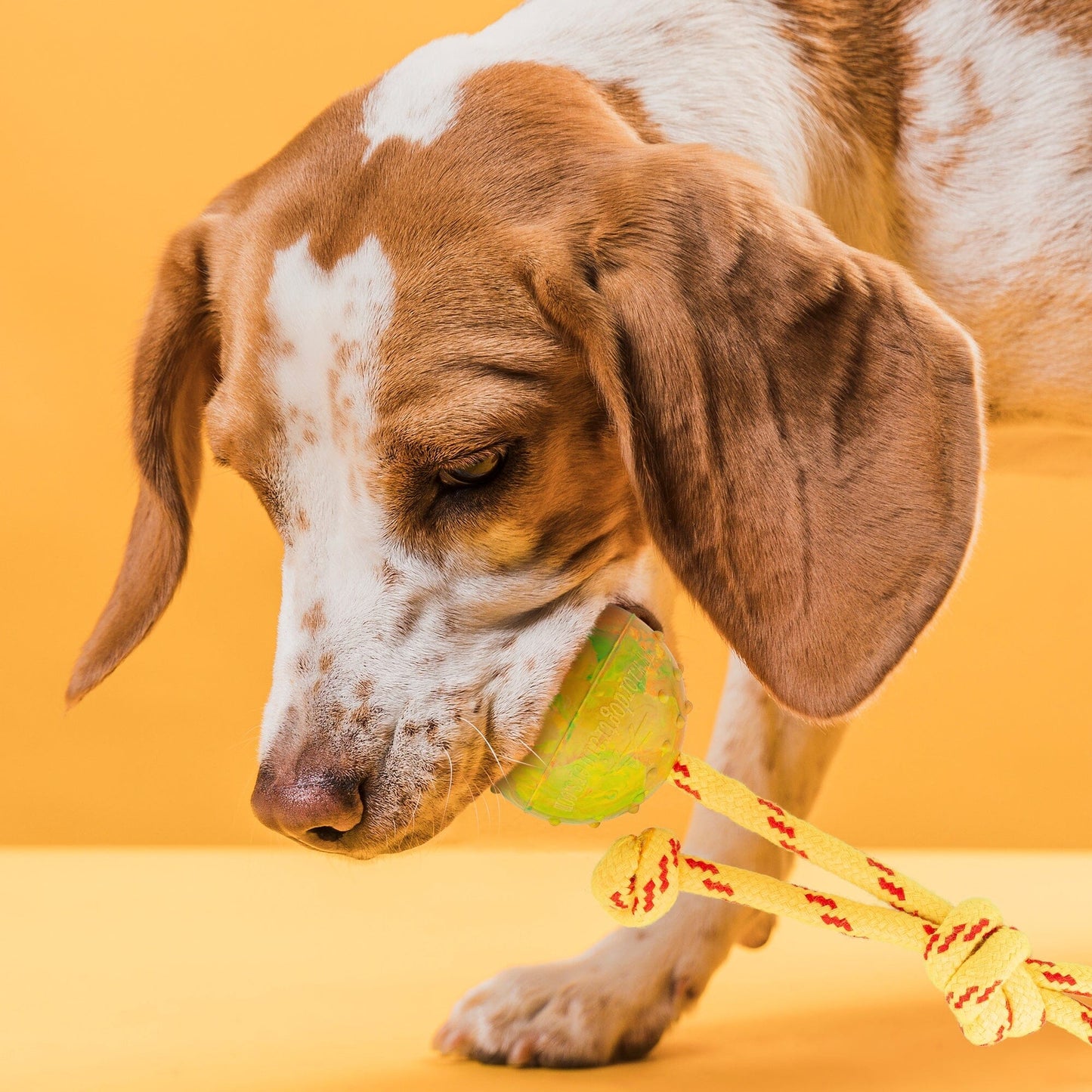 Dogline FDT Rubber Dog Ball on Rope, Small - Diameter 2" (5 cm)