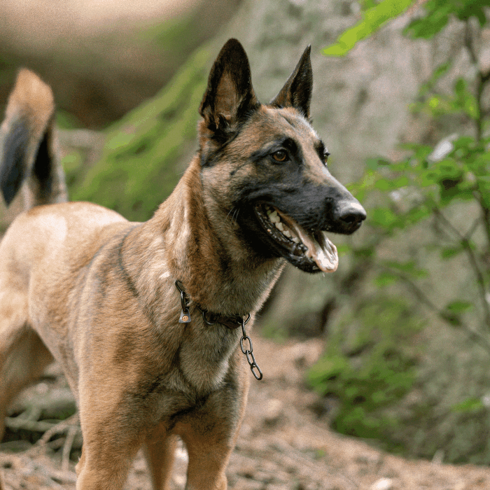 Dogline Herm Sprenger - Chain Collar with SPRENGER hook - Medium Links - Black Stainless Steel, 3 mm