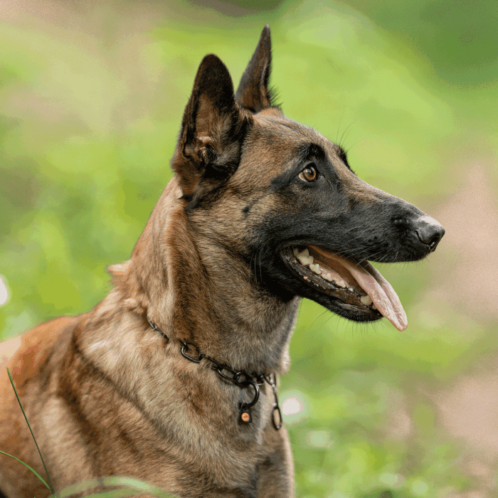 Dogline Herm Sprenger - Chain Collar with SPRENGER hook - Medium Links - Black Stainless Steel, 3 mm