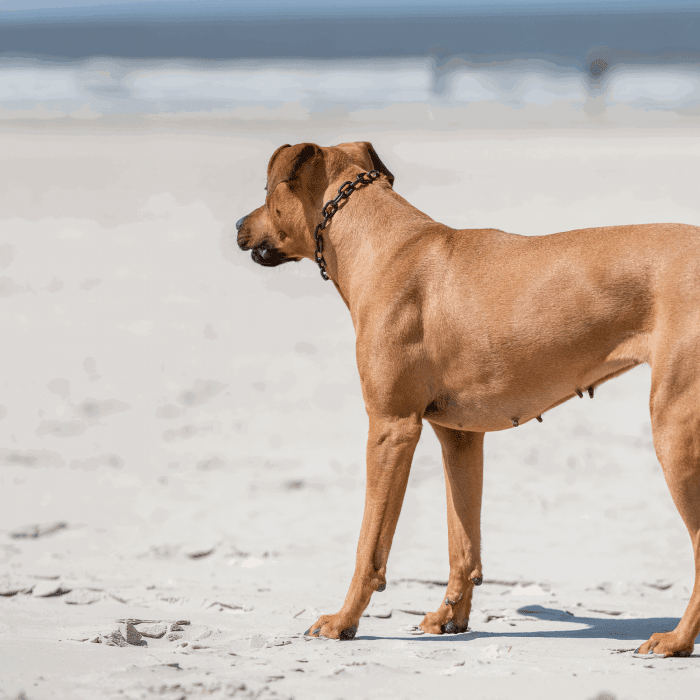 Dogline Herm Sprenger - Extra Strong Collar - Medium Links - Black Stainless Steel, 5mm