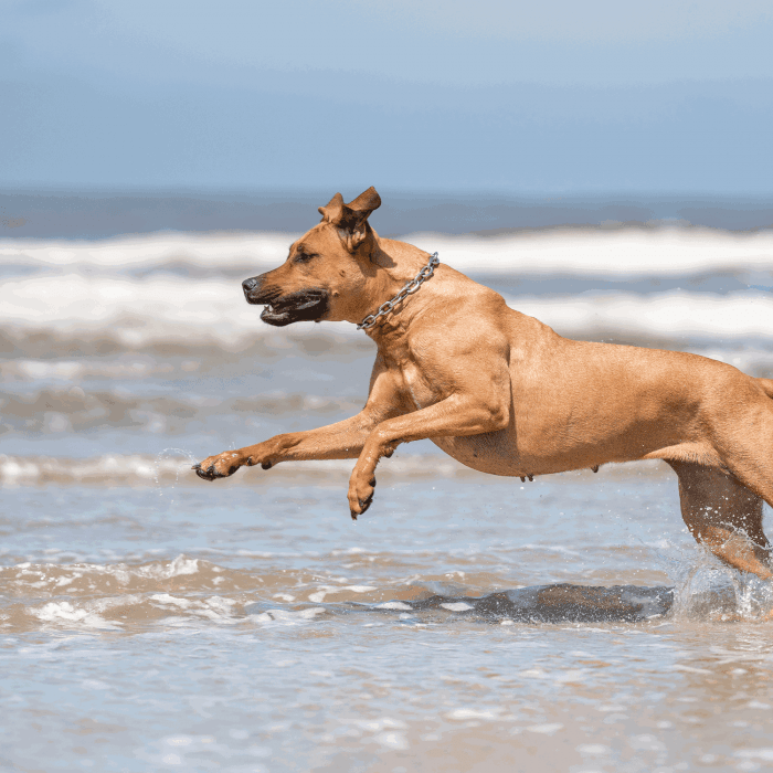 Dogline Herm Sprenger - Extra Strong Collar - Medium Links - Stainless Steel, 5 mm