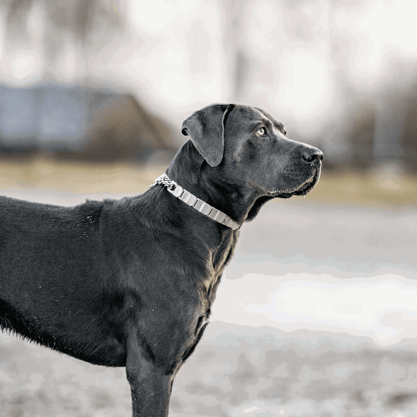 Dogline Herm Sprenger - NeckTech Sport with Assembly Chain and ClicLock - Stainless Steel