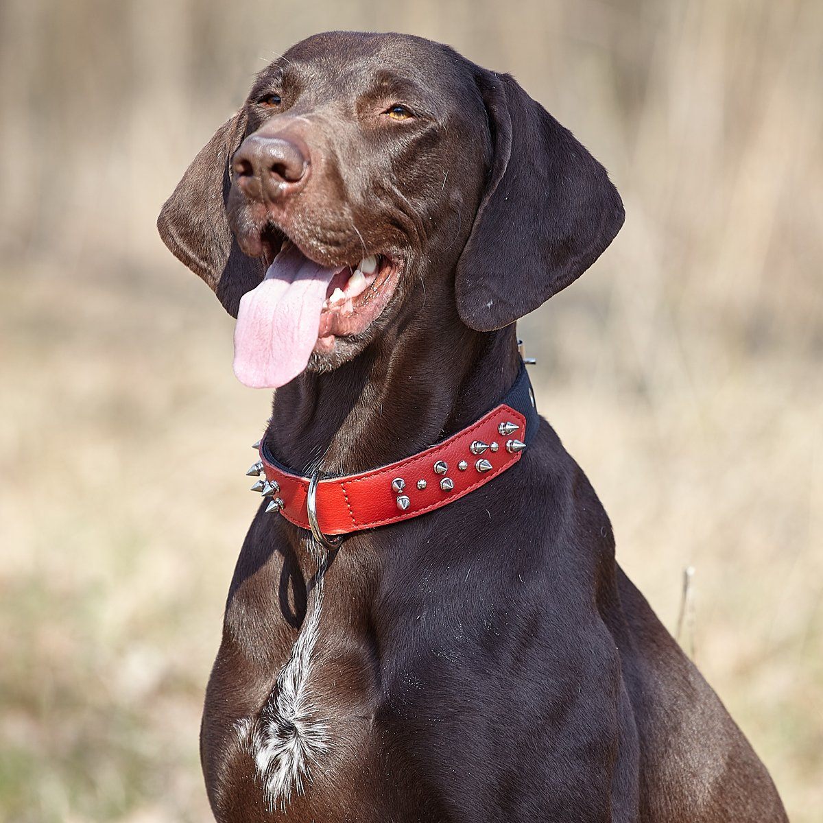 Dogline Leather + Nylon Spike Collar