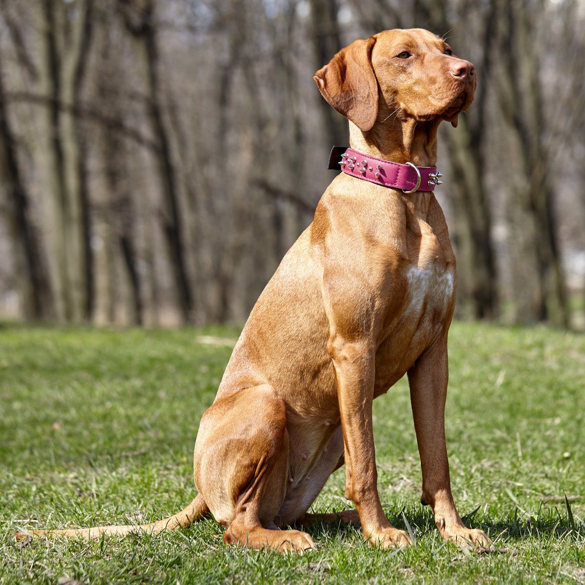 Dogline Leather + Nylon Spike Collar