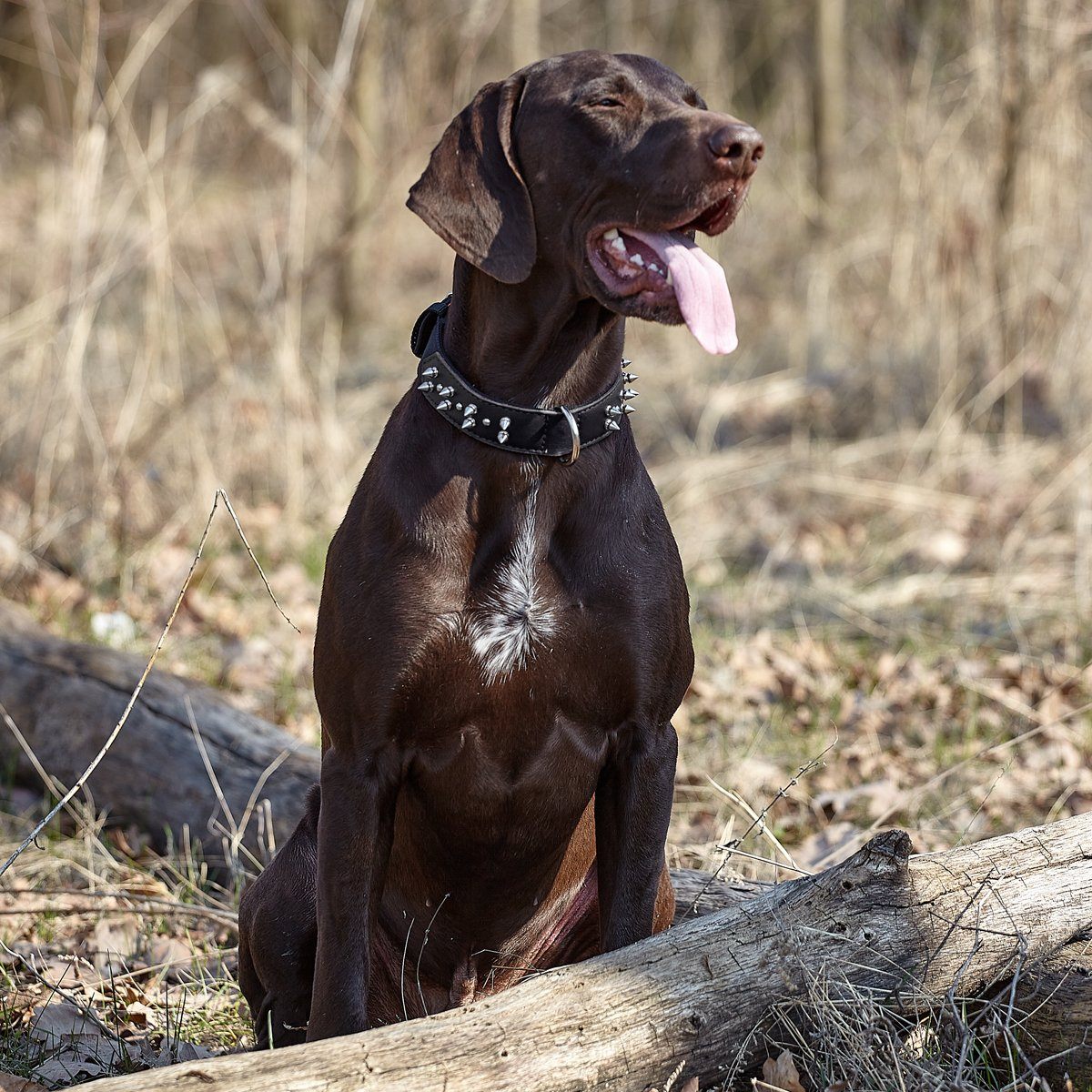 Dogline Leather + Nylon Spike Collar