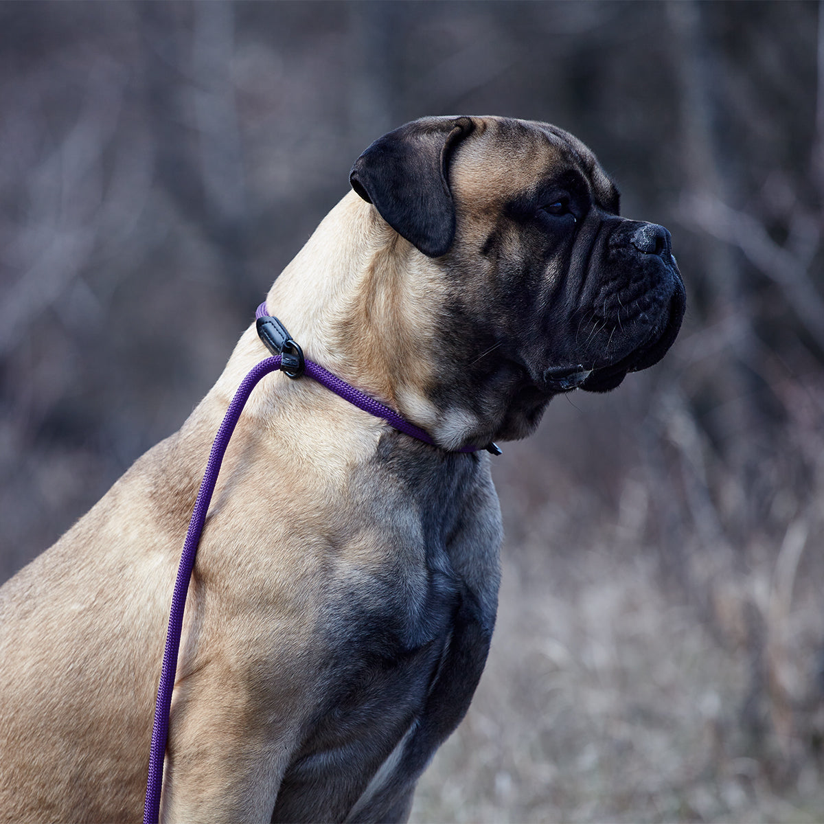 Dogline Round Nylon Slip Lead