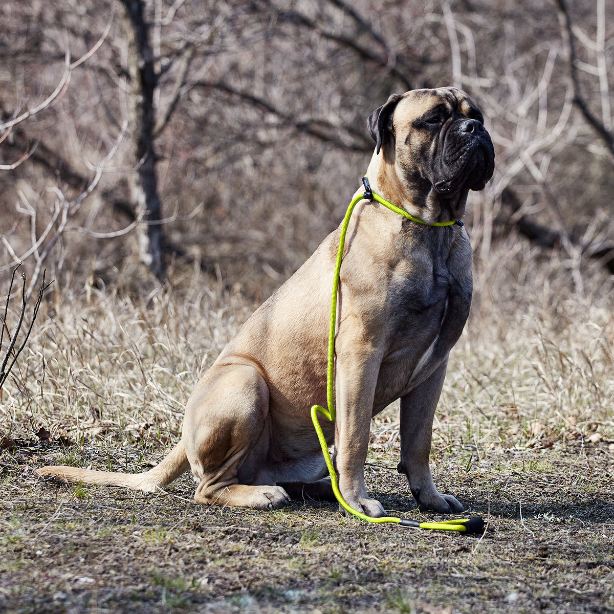 Dogline Round Nylon Slip Lead