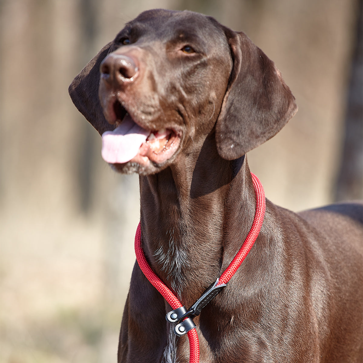 Dogline Round Nylon Slip Lead