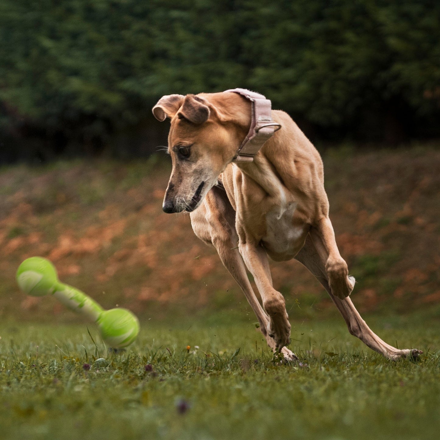Dogline Rubber Dumbbell Toy