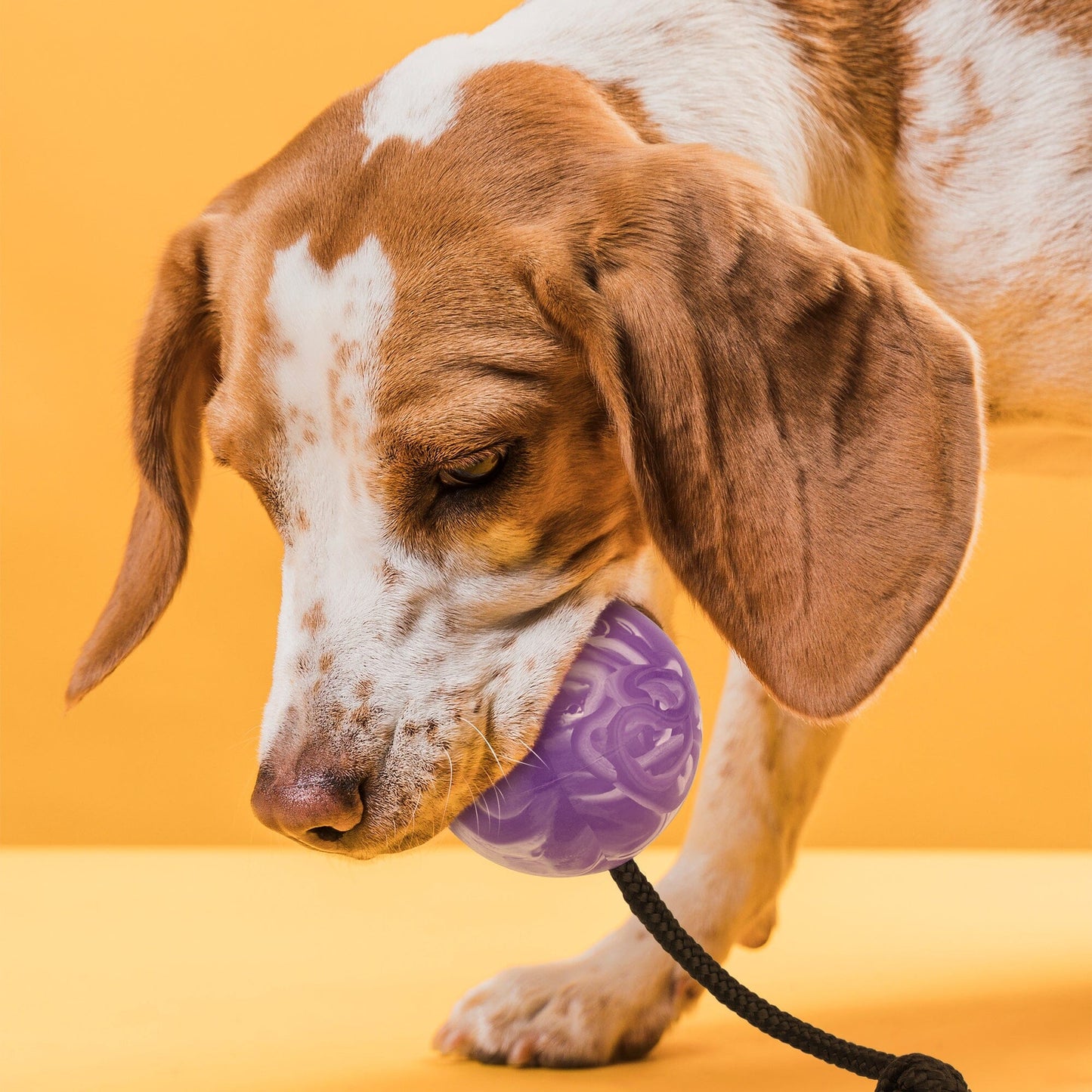 Dogline Rubber Euro Ball with Rope