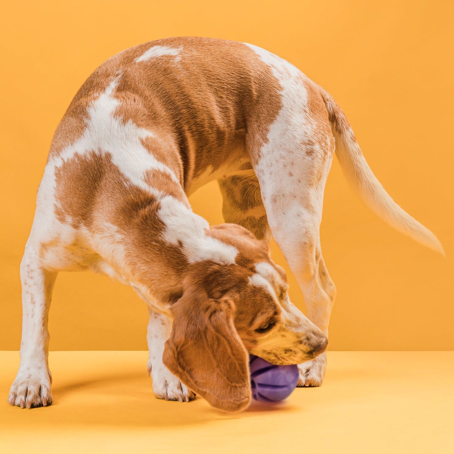 Dogline Rubber Spiral Ball