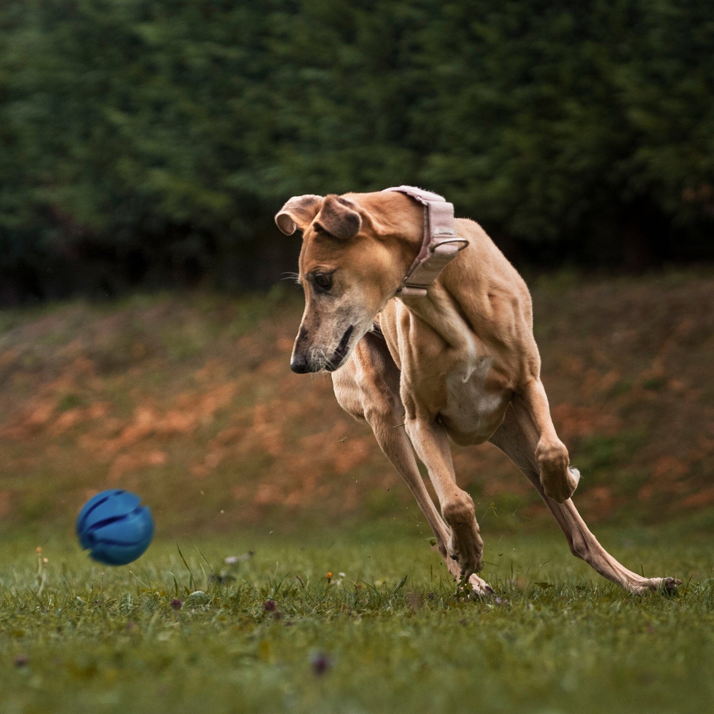 Dogline Rubber Spiral Ball