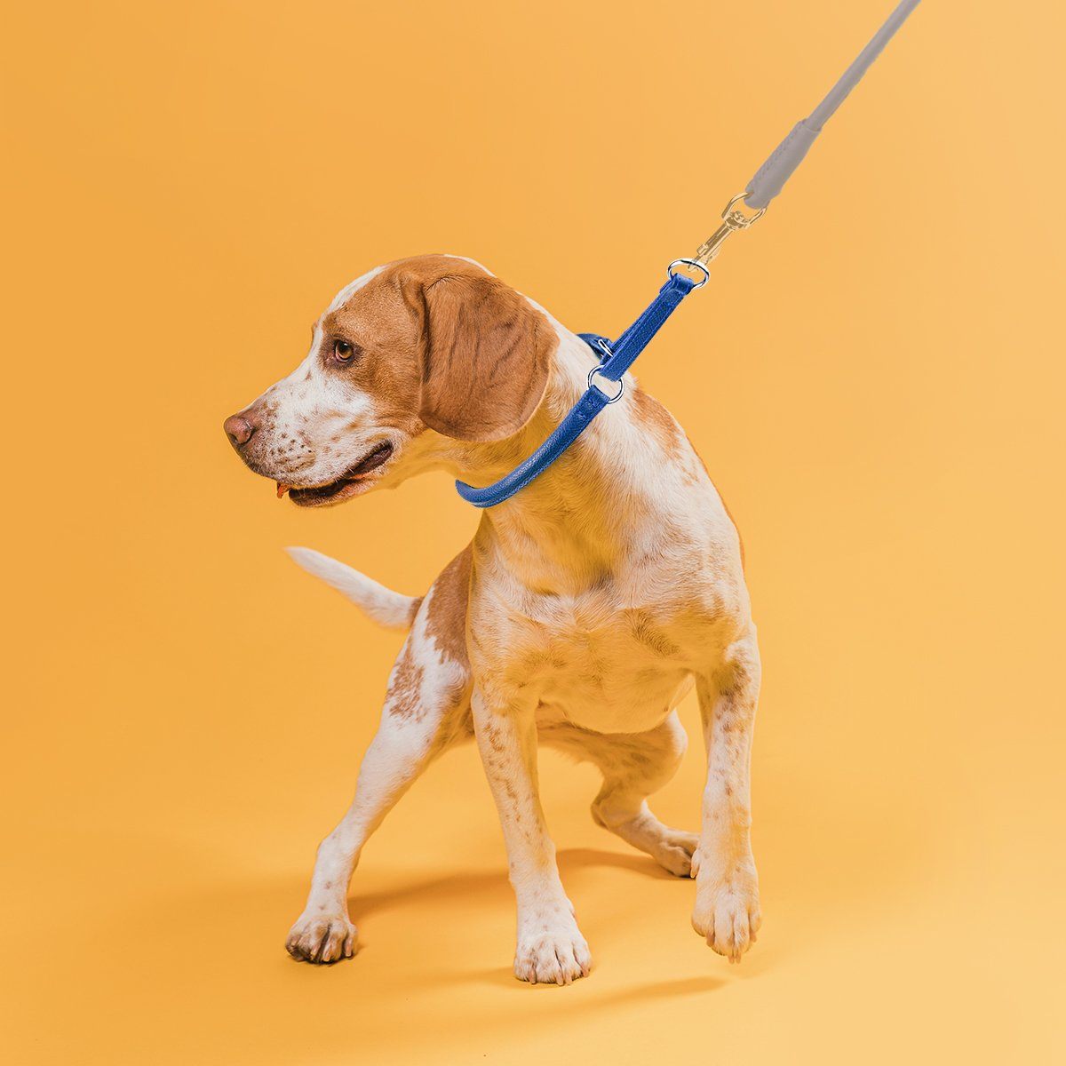 Dogline Soft Leather Round Martingale Collar