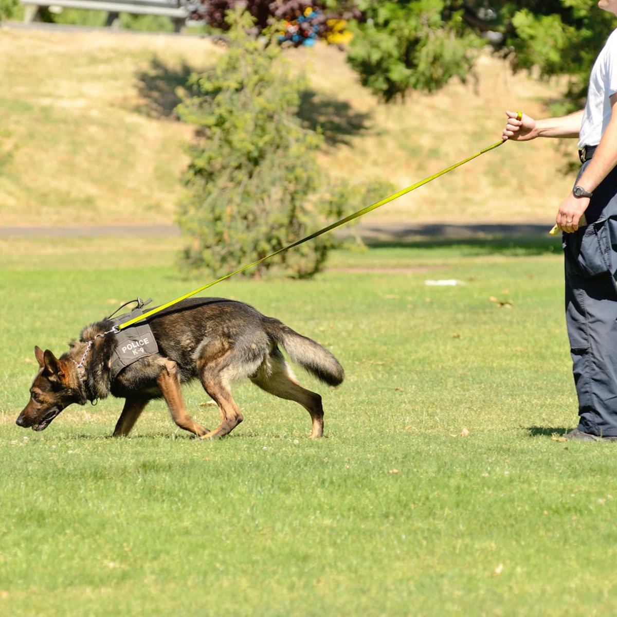 Dogline Viper Biothane Long Line 10 ft Lead with Brass Hardware