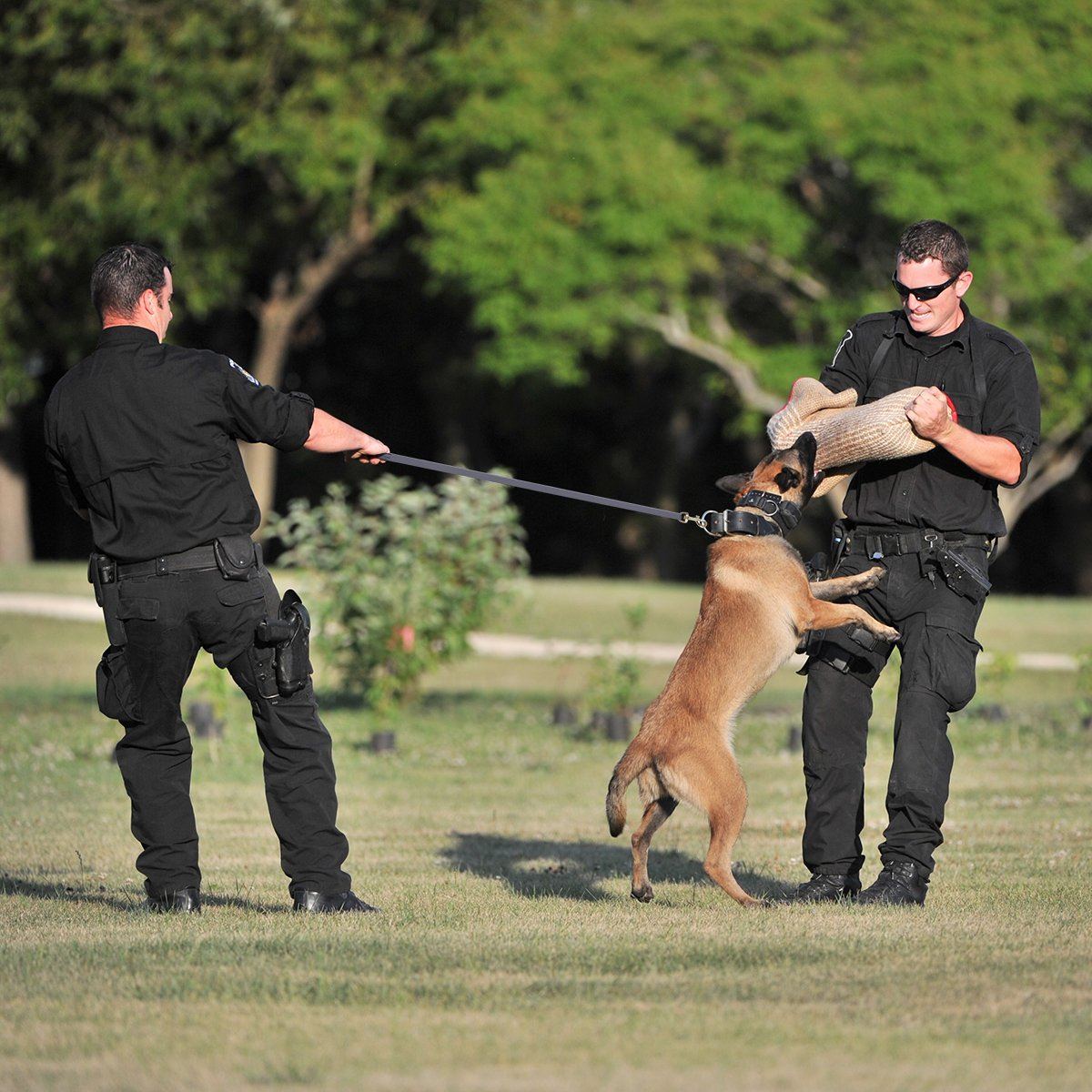 Dogline Viper Biothane Long Line 10 ft Lead with Brass Hardware