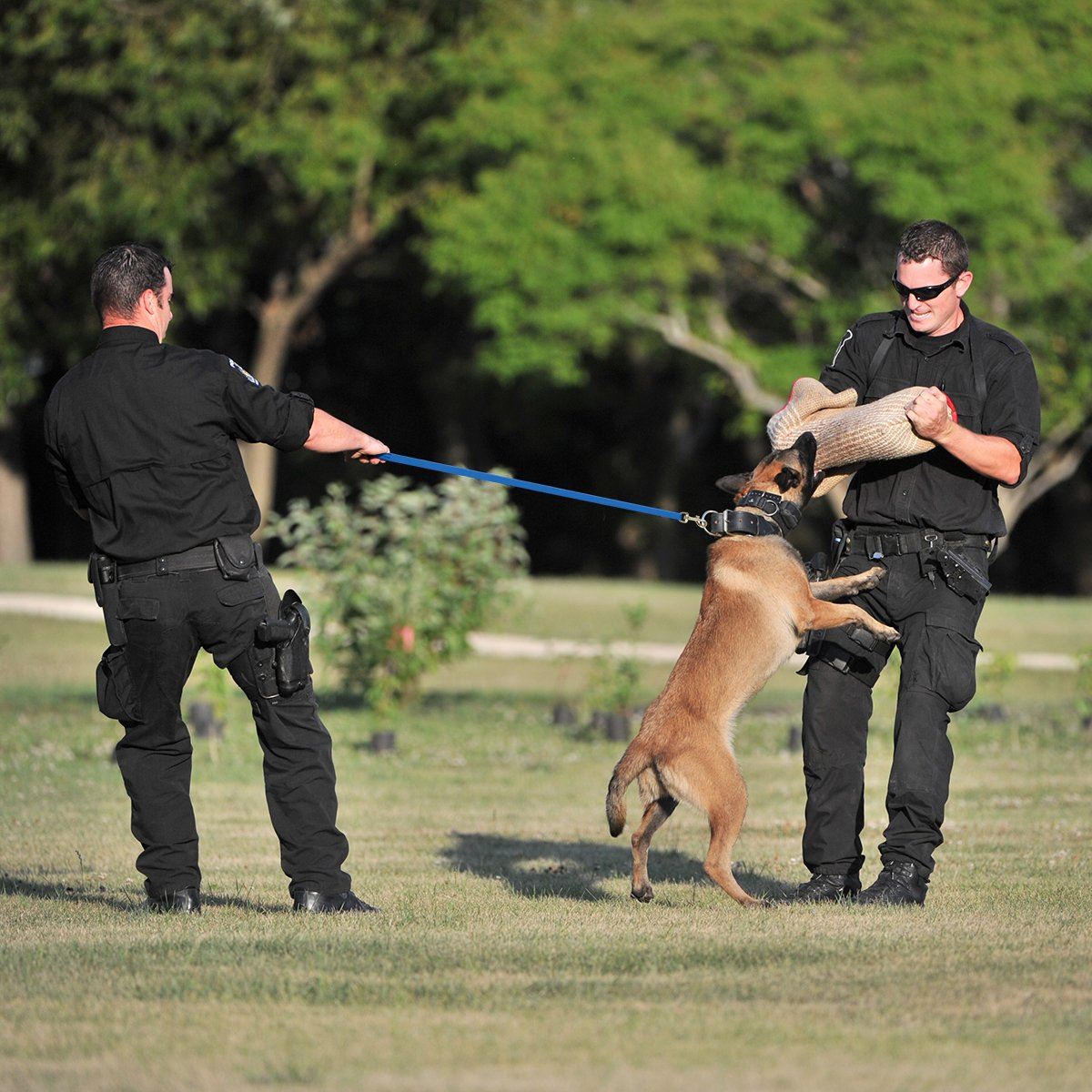 Dogline Viper Biothane Long Line 15 ft Lead with Brass Hardware