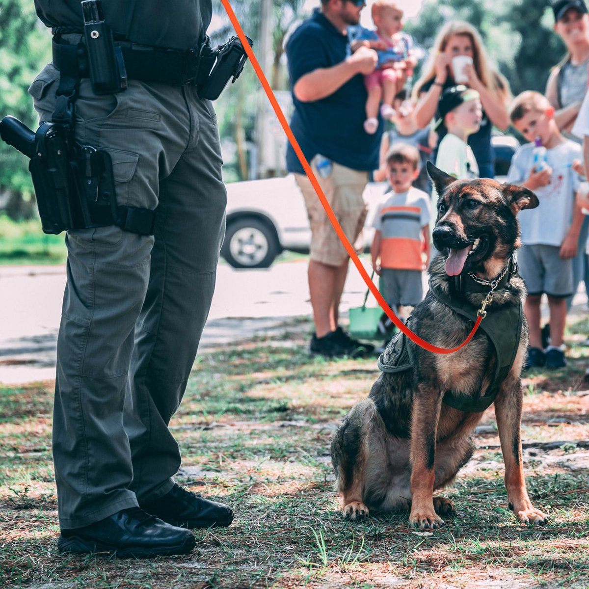 Dogline Viper Biothane Long Line 15 ft Lead with Brass Hardware