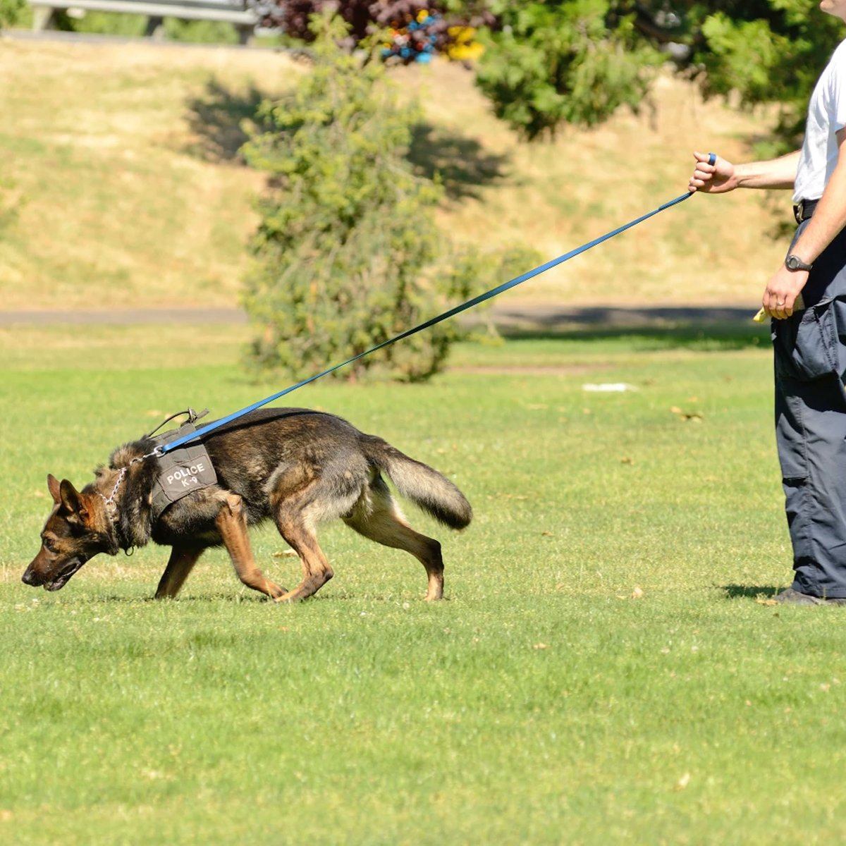 Dogline Viper Biothane Long Line 33 ft Lead with Brass Hardware