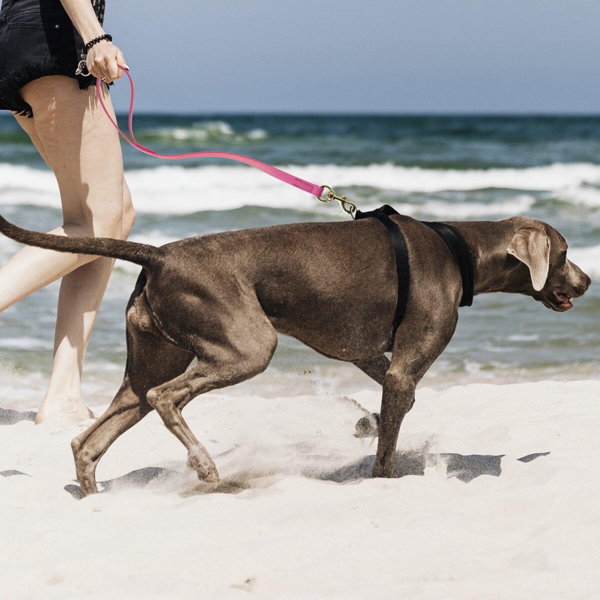 Dogline Viper Biothane Traffic Lead - Brass Hardware