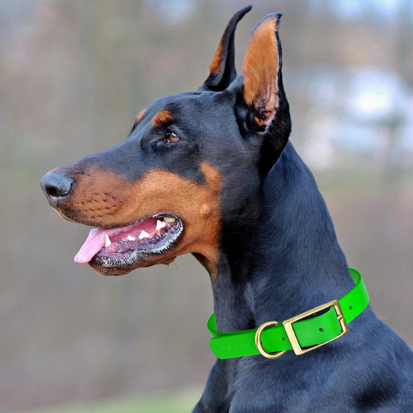 Dogline Viper Biothane Waterproof Dog Collar - Brass Hardware - Size XL (22" - 25")