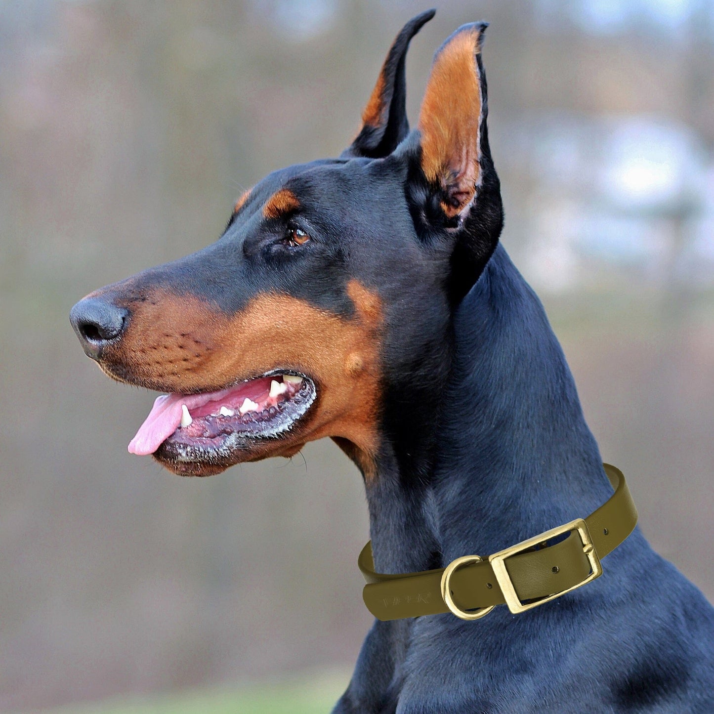 Dogline Viper Biothane Waterproof Dog Collar - Brass Hardware - Wide - Size L (16" - 20")