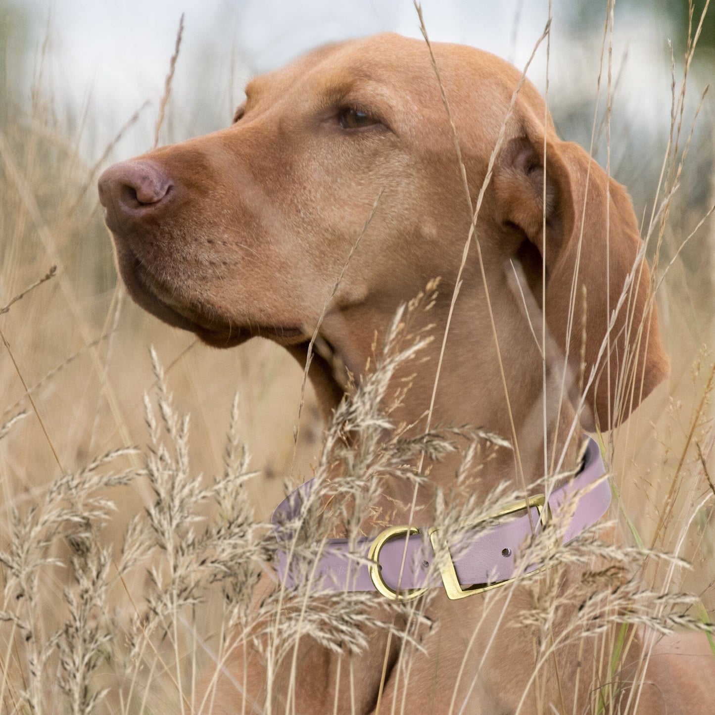 Dogline Viper Biothane Waterproof Dog Collar - Brass Hardware - Wide - Size L (16" - 20")
