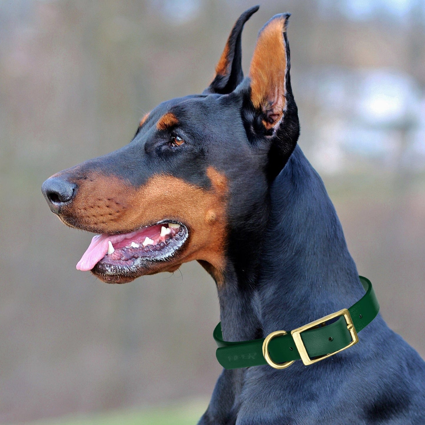 Dogline Viper Biothane Waterproof Dog Collar - Brass Hardware - Wide - Size XXL (24" - 28")