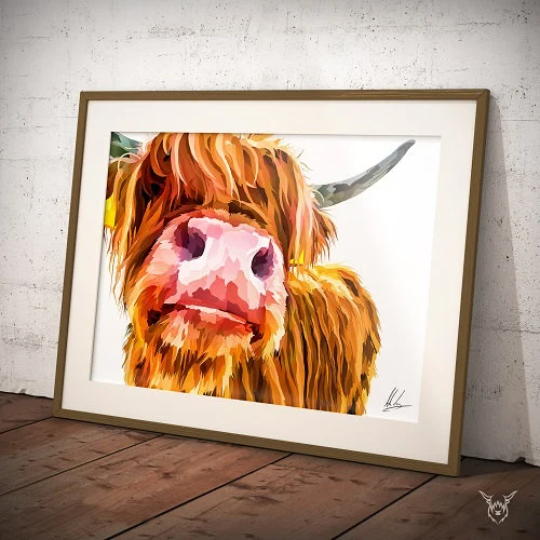 Nosey Highland Cow