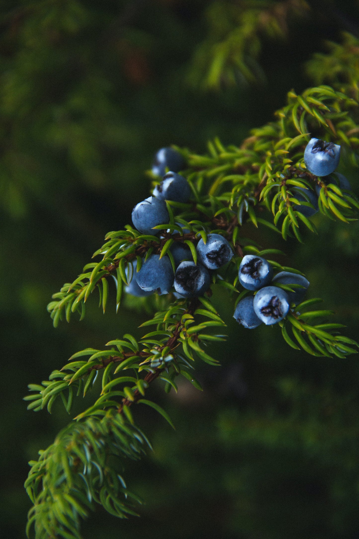 Oil Essential Juniper Berry (100% Natural)