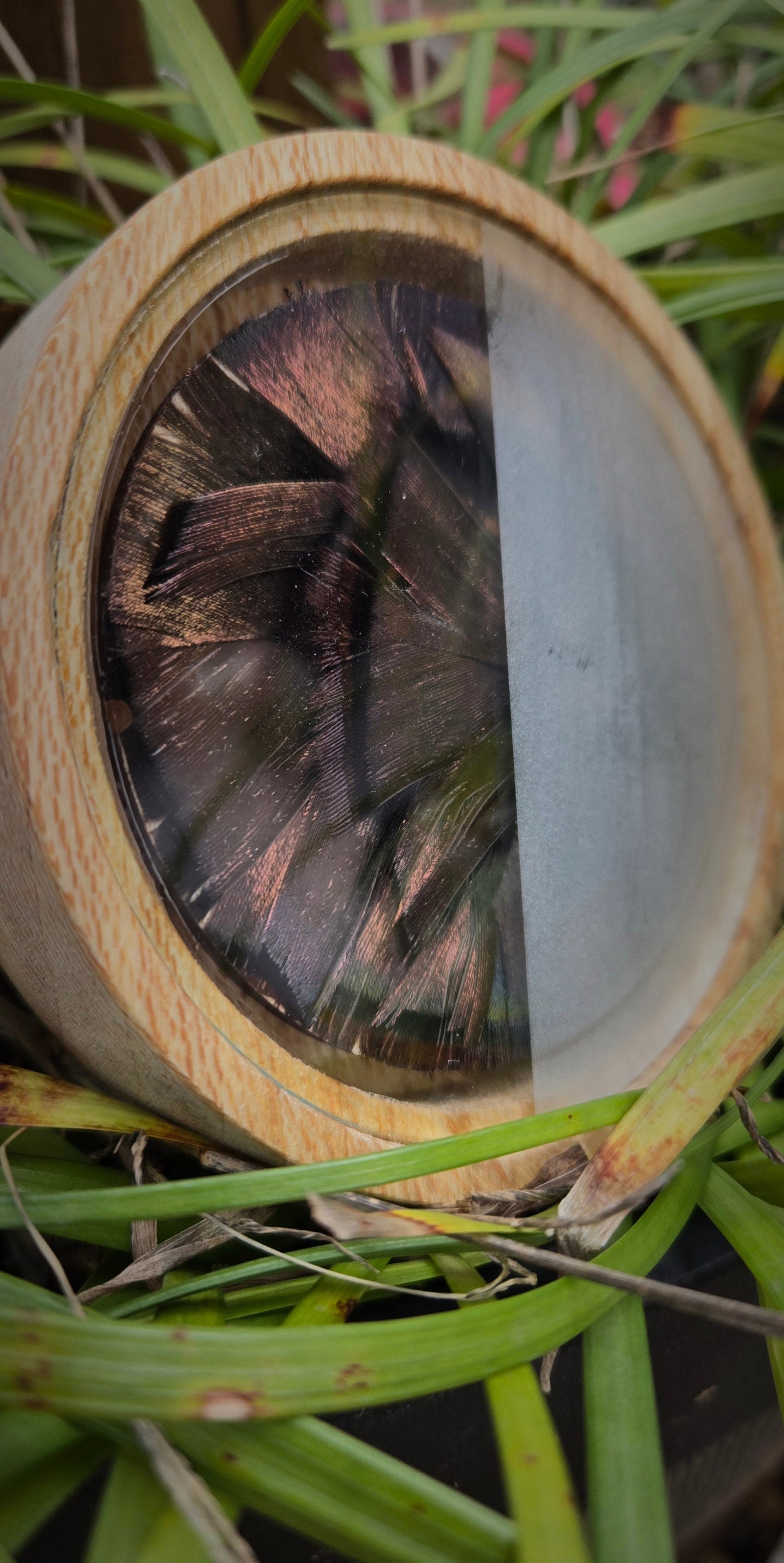 3.5" Sycamore pot