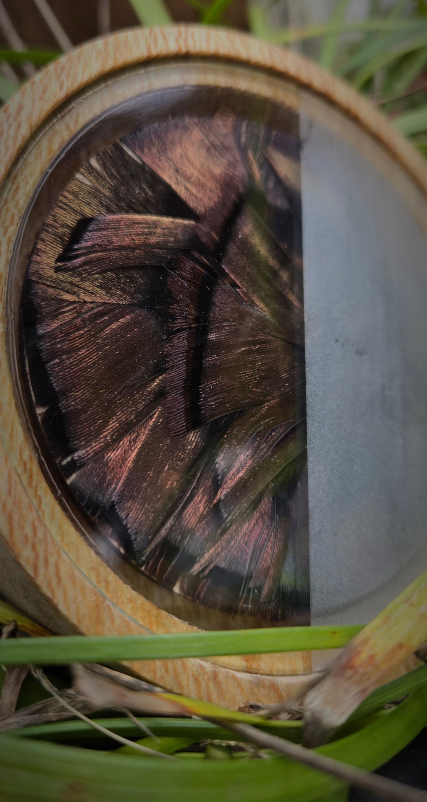3.5" Sycamore pot