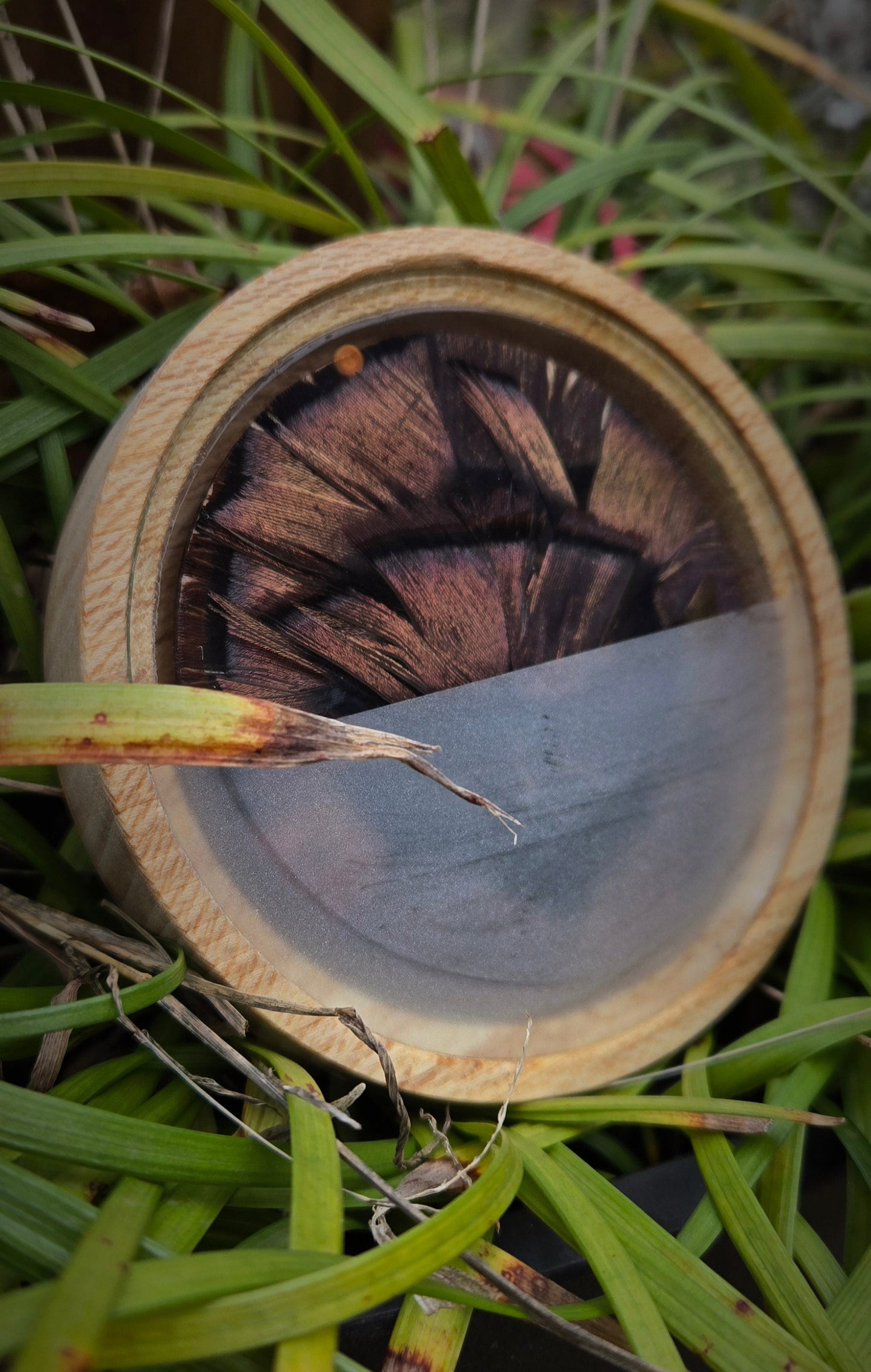 3.5" Sycamore pot