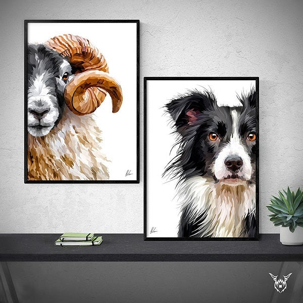 Border Collie