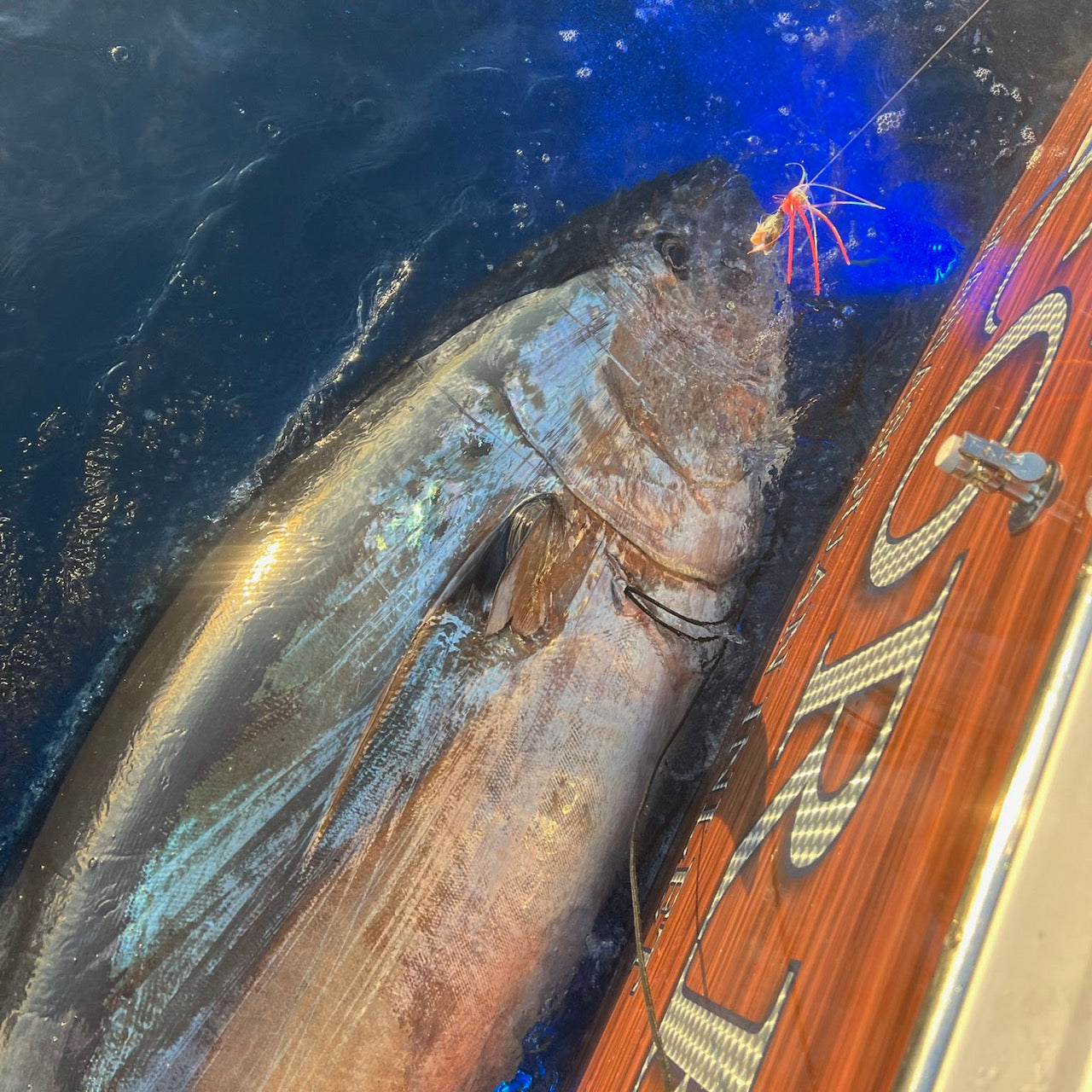 WolfPack Tackle - Tungsten Ahi Head