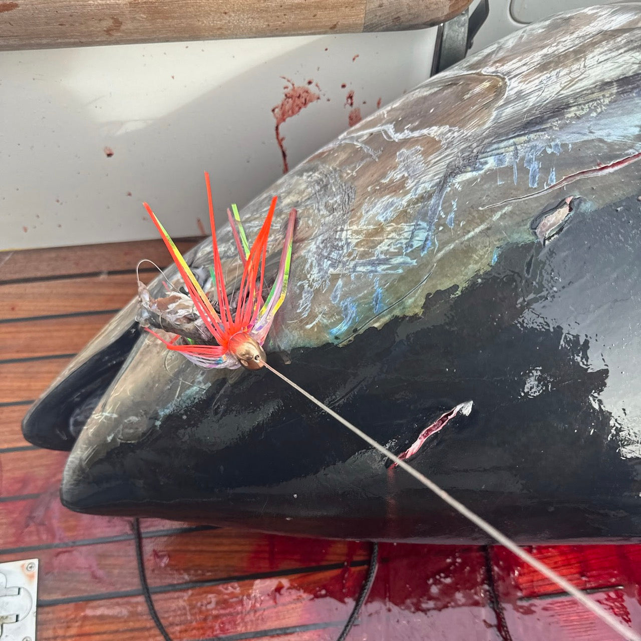 WolfPack Tackle - Tungsten Ahi Head